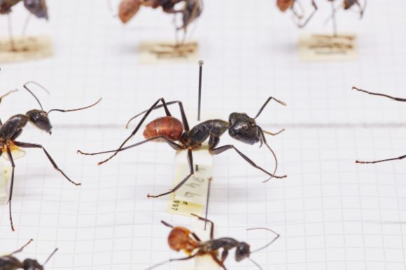 Ameisen (Formicidae)